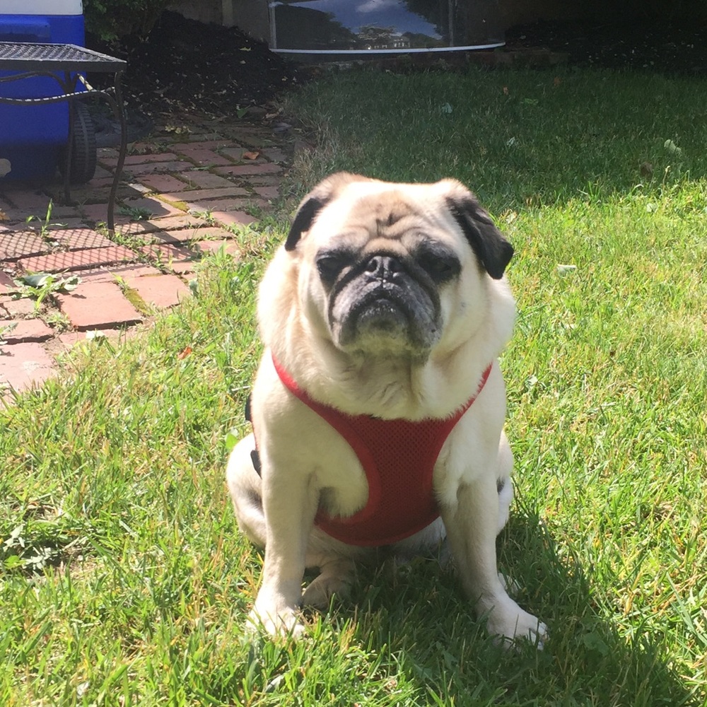 Meet your Posher, Rachel